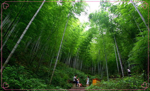 天目湖南山竹海